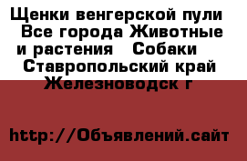 Щенки венгерской пули - Все города Животные и растения » Собаки   . Ставропольский край,Железноводск г.